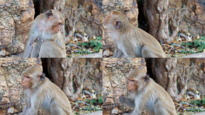 猴子生活在泰国的一片天然森林里。