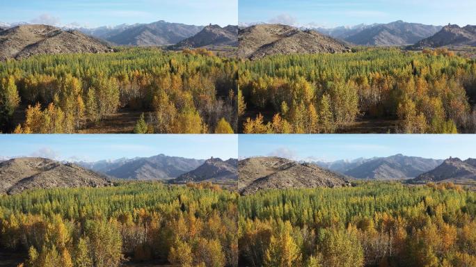 原创 新疆阿勒泰可可托海秋天森林自然风光