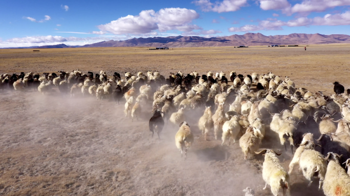 西藏旷野牛羊成群奔跑4K航拍