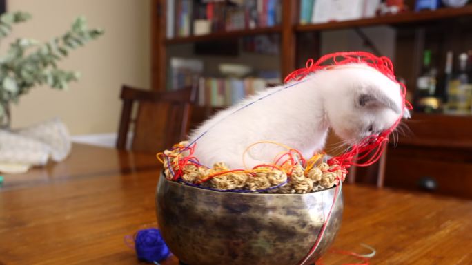 暹罗小猫在旋转的金属碗里玩彩色绳子