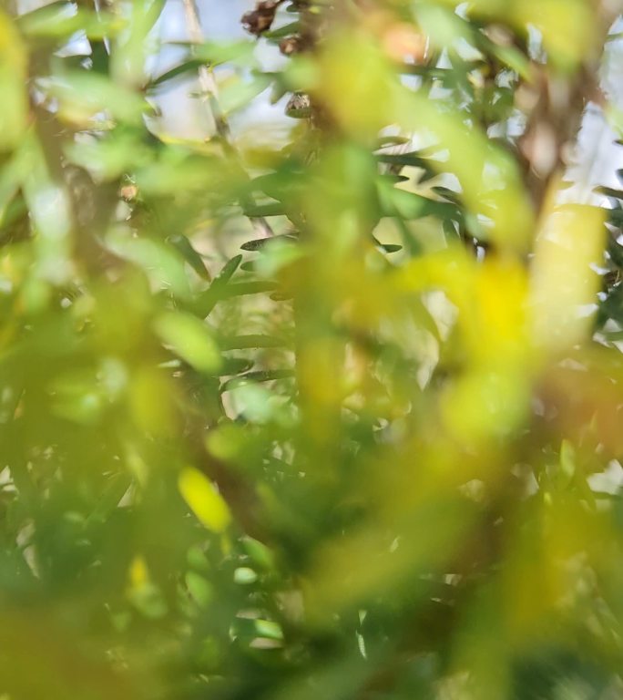 野生百里香特写特写拍摄野生植物高清