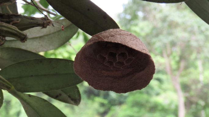 黄蜂巢蜂巢野蜂蜇人