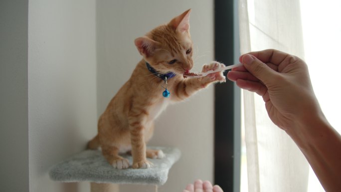 主人正在猫主人的房子里喂养并愉快地训练可爱的小猫。