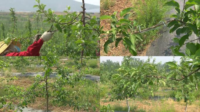 苹果树拉枝