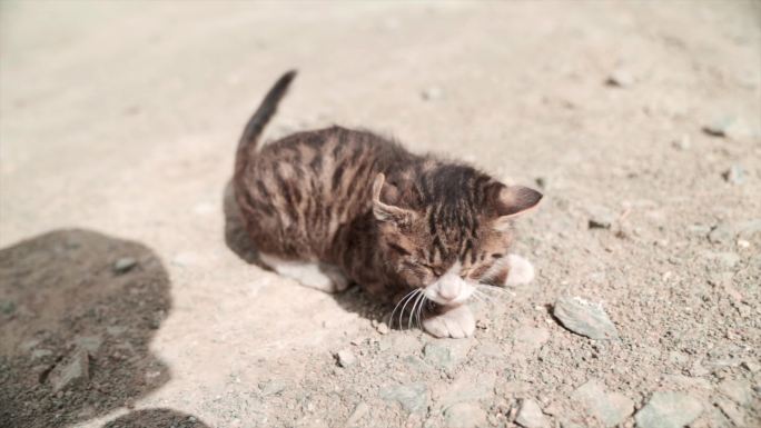 小苏干湖荒漠中的野猫