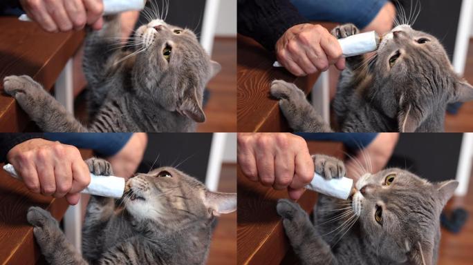 饥饿的猫舔主人手中的复合维生素糊剂管