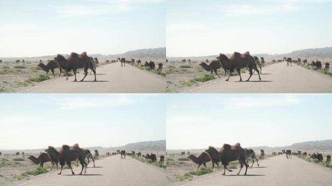 大漠公路上的骆驼