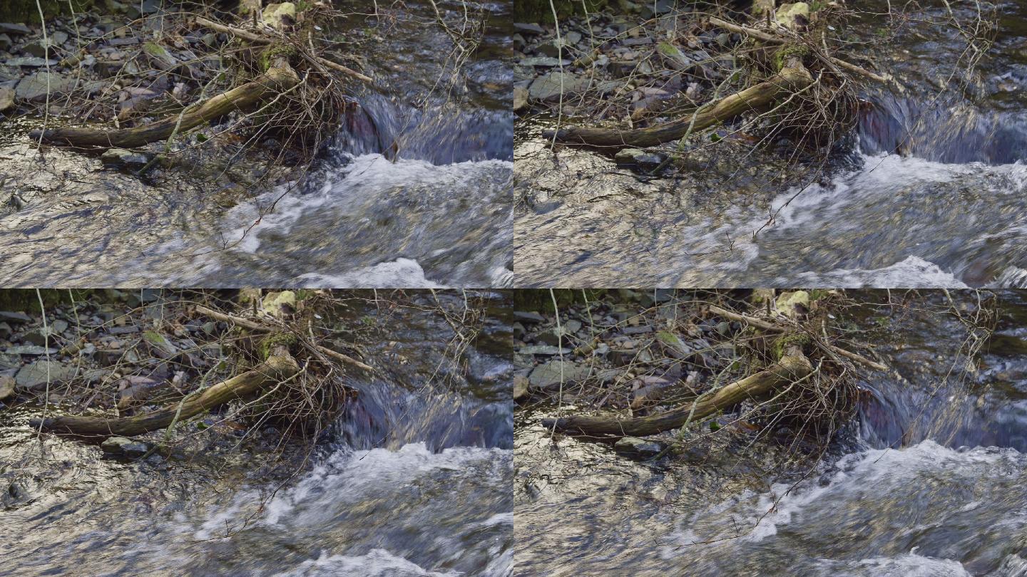 小溪中的树枝枯树小溪水流