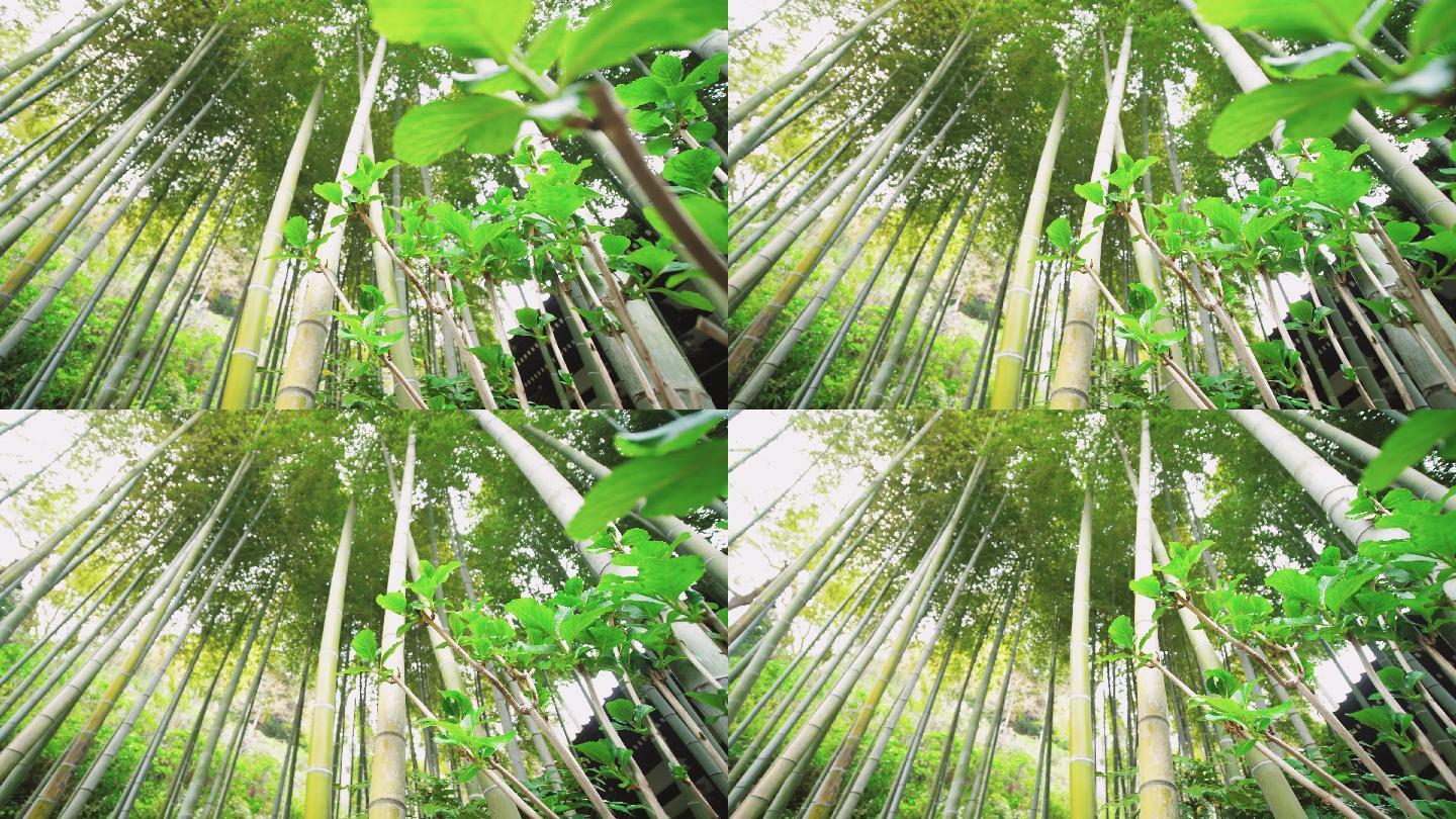 竹林自然热带雨林生长