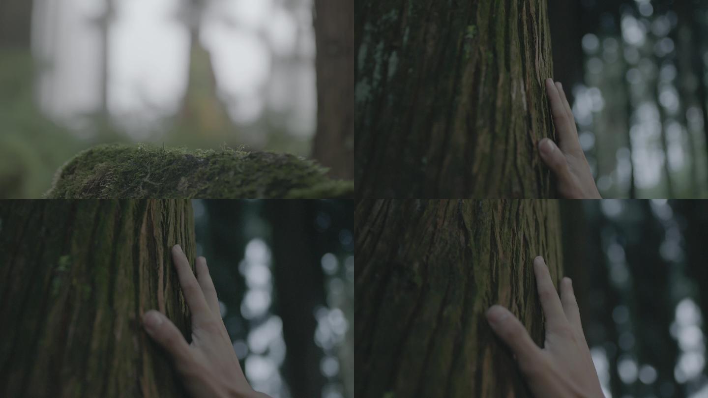 4K 森林 手抚摸大树 人物剪影 升格