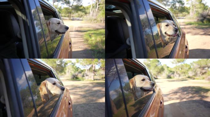金毛猎犬坐在车里看着窗外。