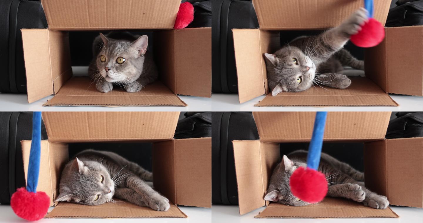 好奇的猫在纸箱里，玩着外面的红球。