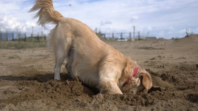 快乐的狗在沙滩上挖掘。