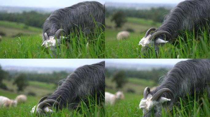 土耳其山羊农场。土耳其山羊吃草觅食