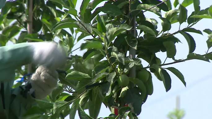 苹果树果期拉枝