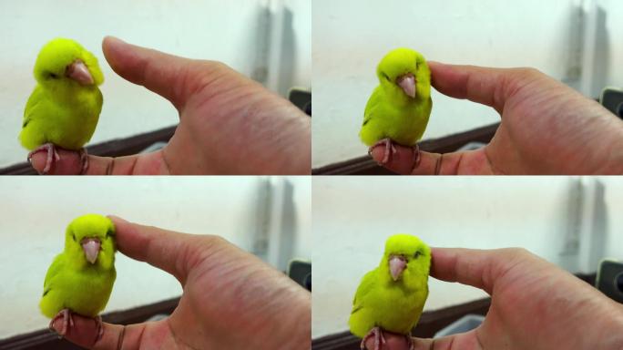 人们的手指触摸福布斯鹦鹉，相互玩耍