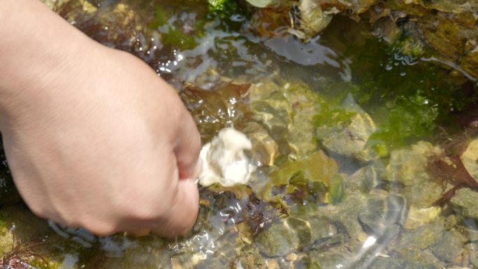 大连海边挖海蛎子