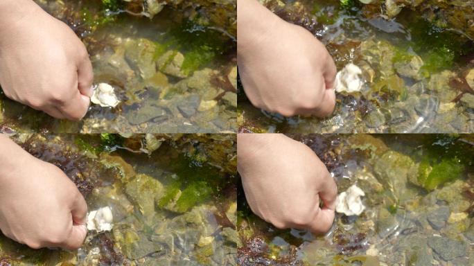 大连海边挖海蛎子