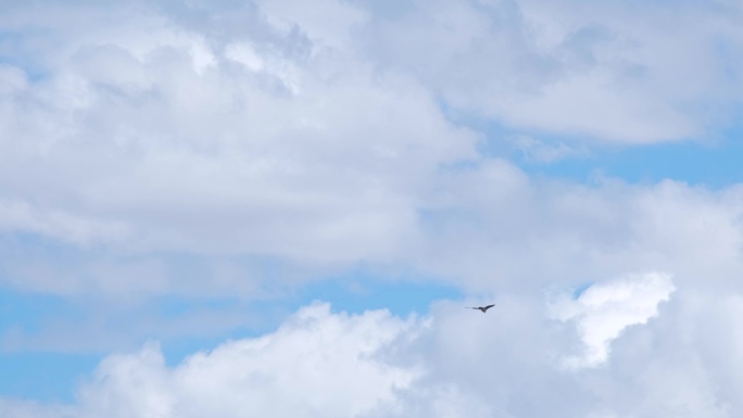 一只老鹰在蓝天中翱翔