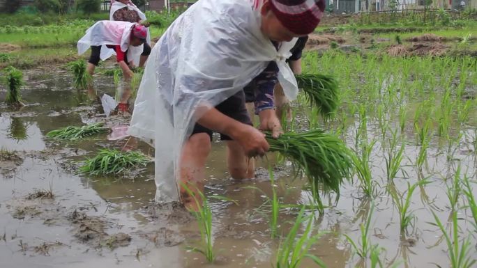 乡村稻田农忙农民农田夏天播种水稻下雨自然