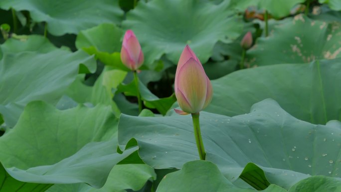 荷花池塘荷花荷叶莲花莲蓬莲叶