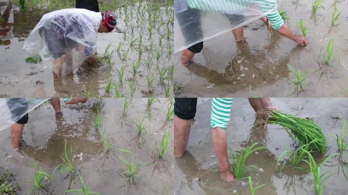 乡村农民农忙稻田农田播种水稻夏天下雨南方