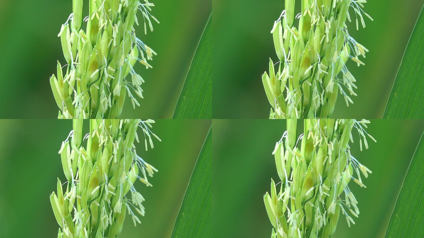 稻田里盛开的稻子稻子稻穗