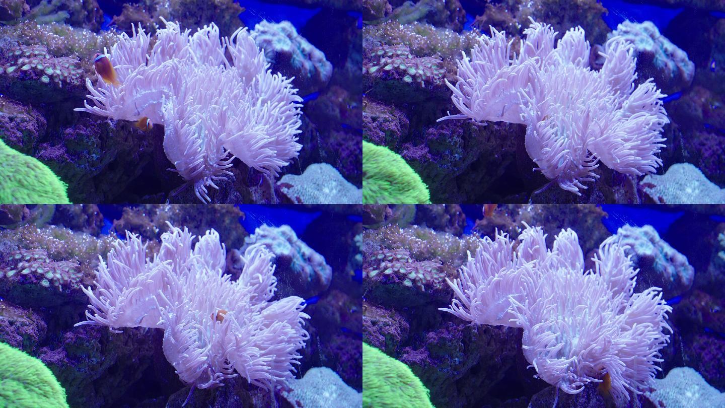 8k海洋世界海葵珊瑚