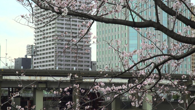 盛开的樱花和城市景观