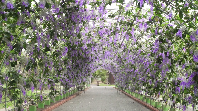 美丽的紫色花环（Petrea volubilis）