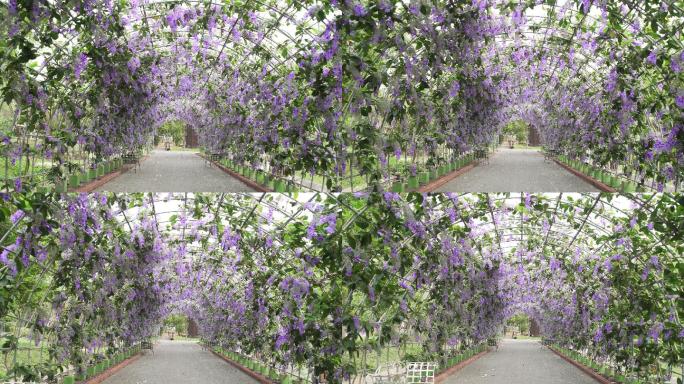 美丽的紫色花环（Petrea volubilis）