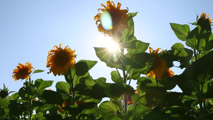 向日葵正能量太阳花太阳之子油料作物经济作