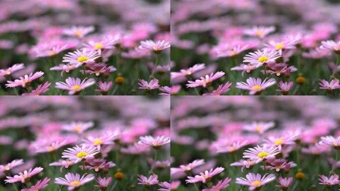 野生雏菊特写镜头野生雏菊特写花海唯美花丛