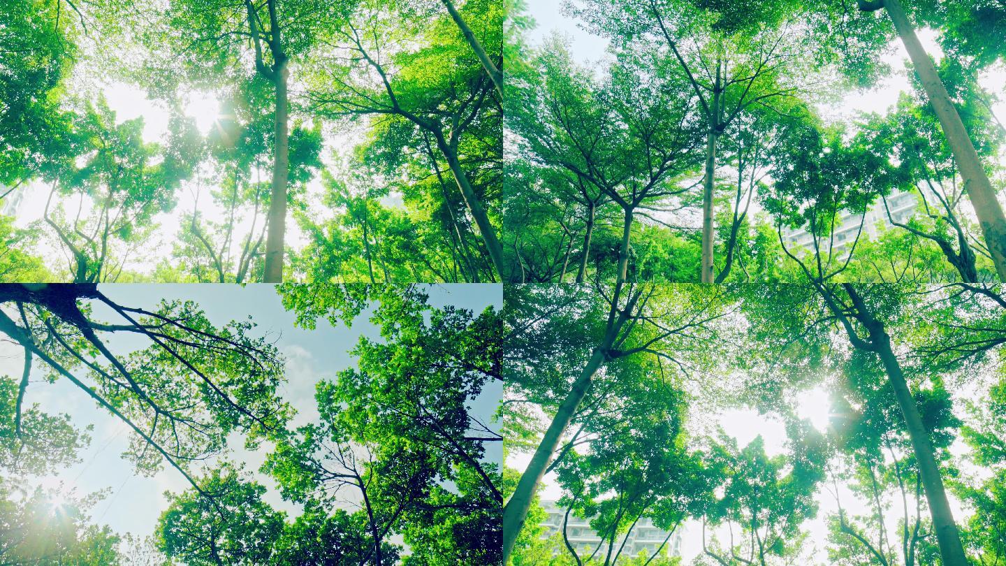 阳光透过树丛绿叶照射唯美空镜