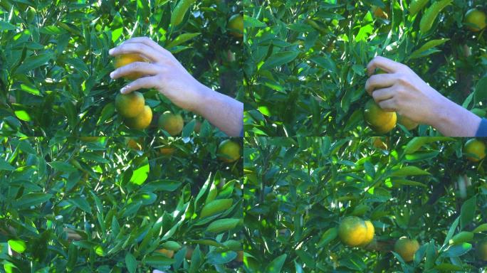 斯洛莫从树上摘橘子
