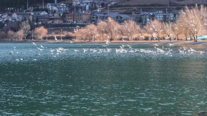 湖边所有的海鸥都飞了起来