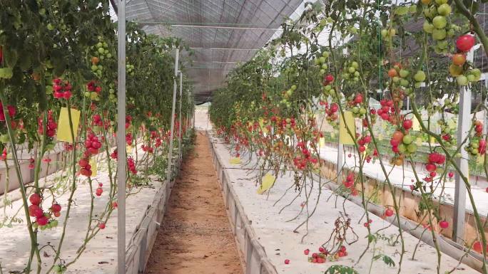 大棚种植小番茄圣女果