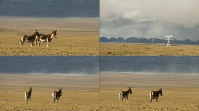 藏野驴 可可西里 北国风光 自然保护区