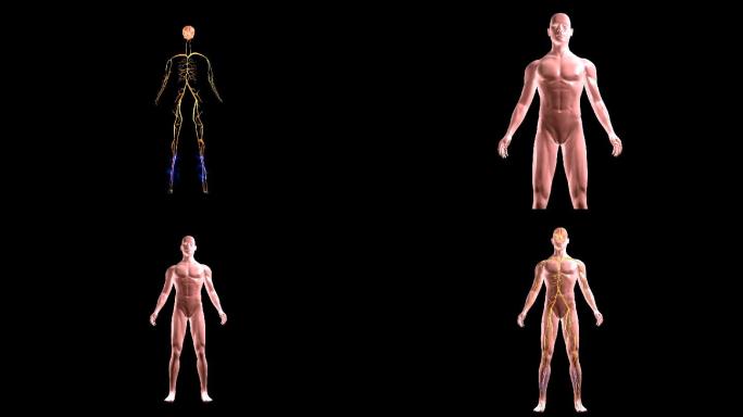 人体从头到脚大脑神经传输信号指令发生应答