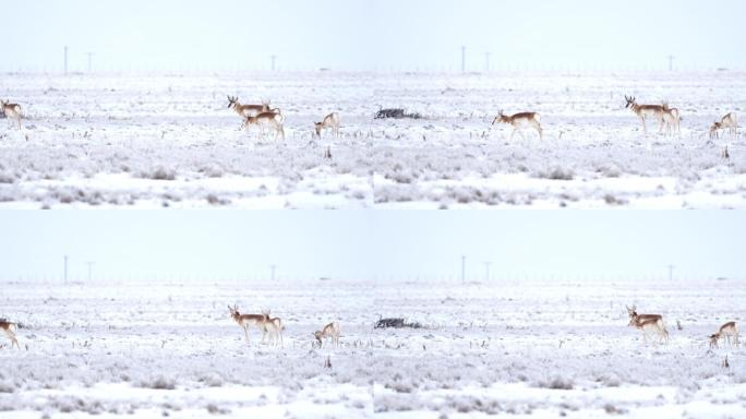 新墨西哥州，叉角羚，羚羊雄鹿在冬季风暴中觅食
