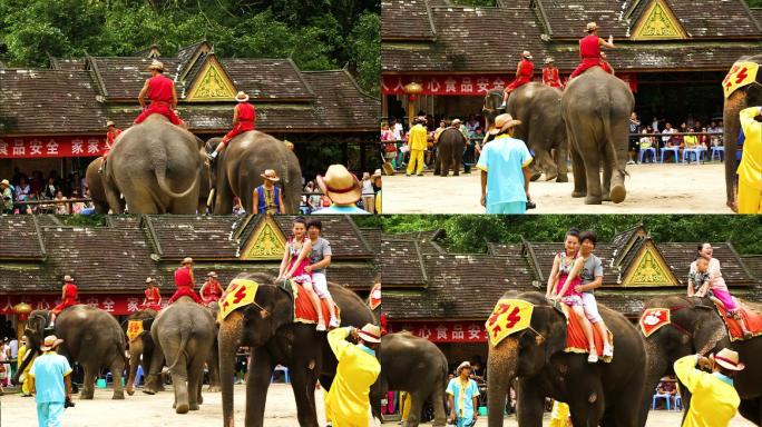 大象 表演 人流 西双版纳野象谷