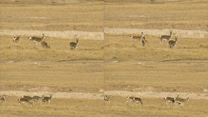 藏羚羊 可可西里 高原精灵 藏地风光