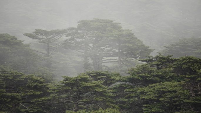 雾里的森林松林野外环境