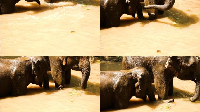 大象 象群 戏水 西双版纳野象谷