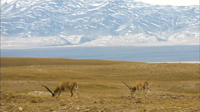 藏羚羊  国家保护动物 可可西里 保护区