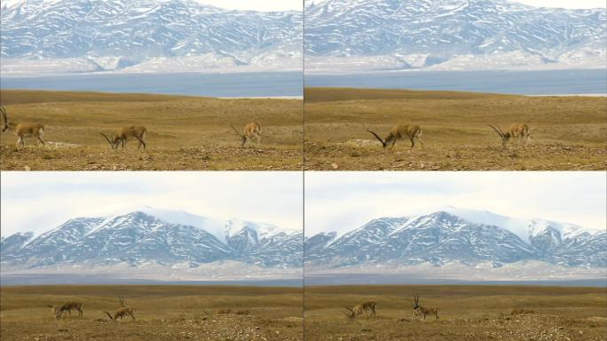 藏羚羊  国家保护动物 可可西里 保护区