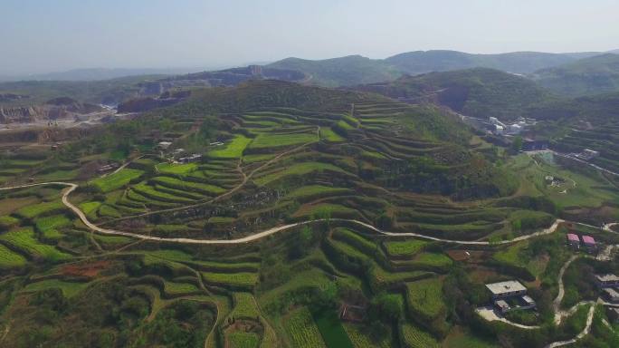 航拍新密油菜花地，梯田