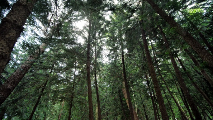 原始森林 丛林 树林 松树 柏树 松柏