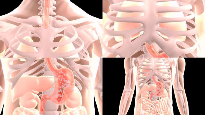 三维人体药物通过口腔进入到肠胃被吸收康复