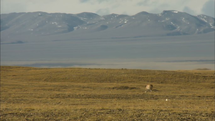 藏羚羊 国家保护动物 可可西里 奔跑进食